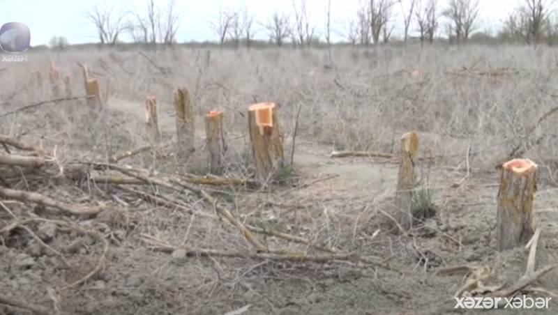 Bərdədə 5 hektar ərazinin ağacları kəsildi - Araşdırma başladı (VİDEO)