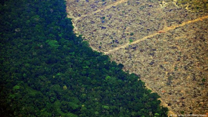 Amazonda 3000 futbol meydançası böyüklüyündə meşə yoxa çıxdı