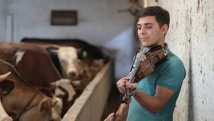 Qurbanlıq heyvanları musiqi ilə böyüdən şəxs - VİDEO