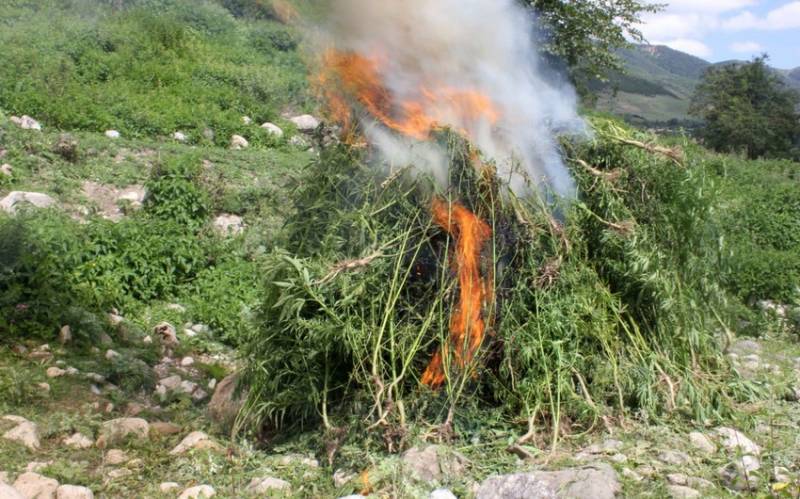 Azad olunmuş ərazilərdə aşkarlanan narkotik bitkilərin miqdarı açıqlandı