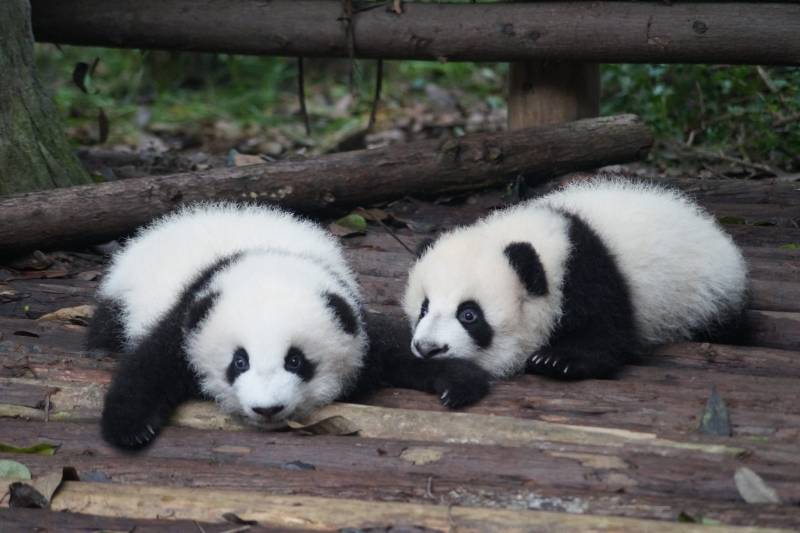 Zooparkdakı pandaların boyalı itlər olduğu ortaya çıxdı - VİDEO