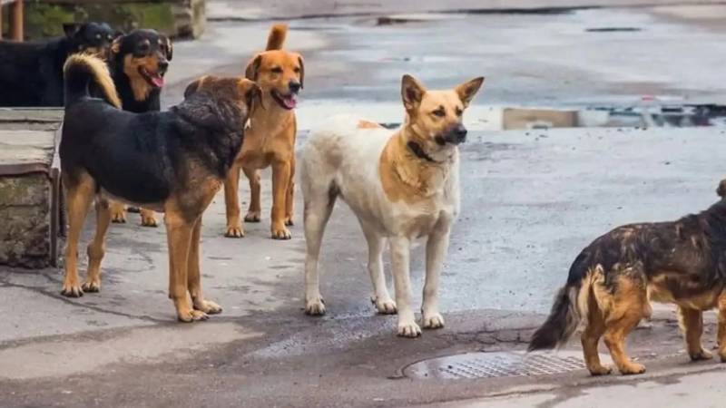 Sahibsiz itlər 13 yaşlı uşağa hücum etdi - FOTO