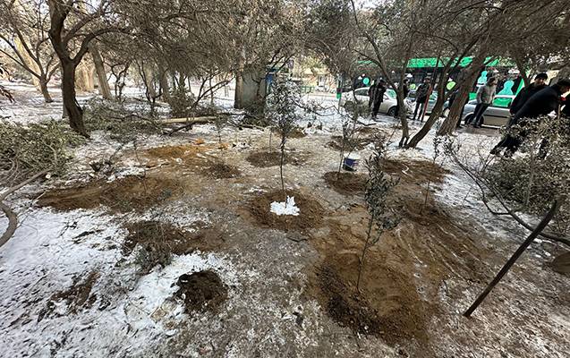 Binəqədidə ağac kəsintisi faktı aşkarlandı - Fotolar